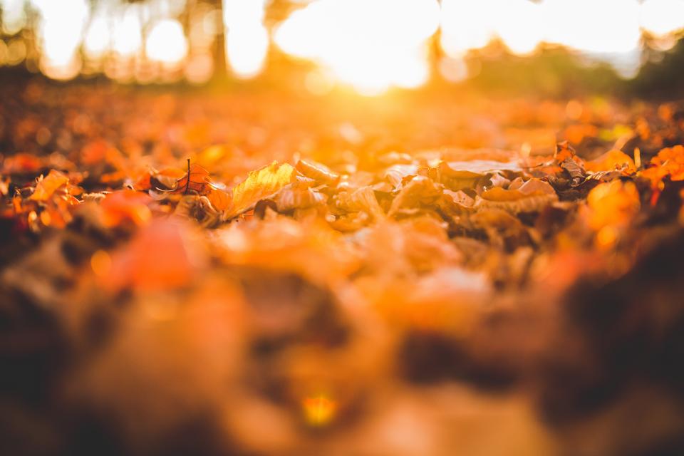 Fallen leaves returning to the earth
