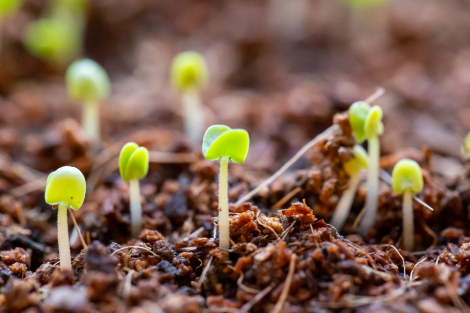 Young seedlings growing in soil